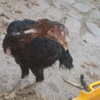 مرغ لارب اصل
