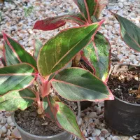 گلسرای پارین|گل و گیاه طبیعی|آستارا, |دیوار