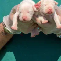 داگو دوگو آرژانتینو