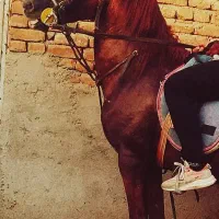 اسب|اسب و تجهیزات اسب‌سواری|ملکان, |دیوار
