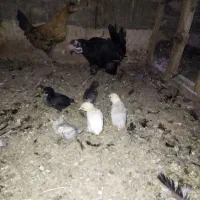 مرغ سیاه گلین با جوجه