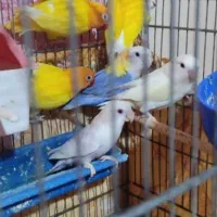 طوطی برزیلی (کوتوله)|پرنده|بهبهان, |دیوار