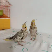 جوجه عروس هلندی سرلاکی گلباقالی