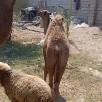 کره شتر گاو گوساله بره|حیوانات مزرعه|اهواز, اهواز|دیوار