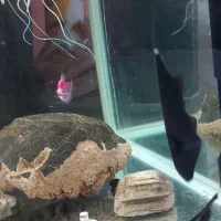 دو عدد روح ماهی|ماهی|ارومیه, |دیوار