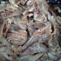 اسکلت وگردن مرغ