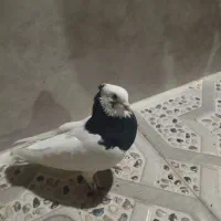 کبوتر|پرنده|شیراز, کوزه گری|دیوار