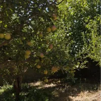 ۱۹۰ متر زمین باغ آب+برق+گاز سندتکبرگ بدون واسطه|فروش زمین و ملک کلنگی|دماوند, دماوند|دیوار