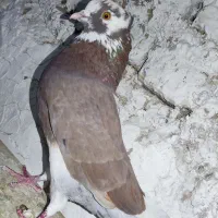 شازده قرمز کاکلی و..|پرنده|رباط‌کریم, رباط‌کریم|دیوار