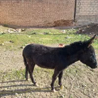 فروش حیوانات