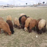 ۱۸ عدد توخلی سالم و سرحال