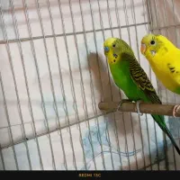 مرغ عشق|پرنده|اصفهان, طامه|دیوار