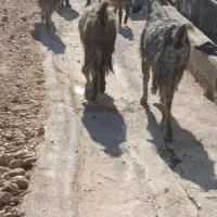 بز کهره دار