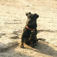 توله پیتبول|سگ|خمینی‌شهر, |دیوار