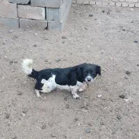 فروش سگ قیمت ۵۰۰تومان|سگ|یزد, |دیوار