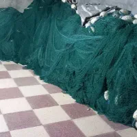 لیح پیاله ای یا محاصره|ماهیگیری|بندرعباس, |دیوار