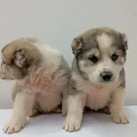 آلابای درجه یک|سگ|تهران, سعادت‌آباد|دیوار