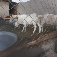 فروش ۴ راس کره ماده سانن ۱۰ ماه آبستن