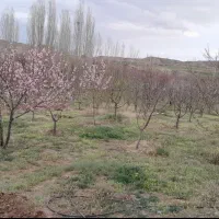 باغ در جاده تبریز|فروش زمین و ملک کلنگی|زنجان, |دیوار