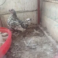 مرغ محلی و مرغ برهما.گلین وکوشین|حیوانات مزرعه|طرقبه, |دیوار