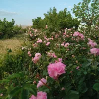 باغ 2000 متری با درختان میوه و استخر