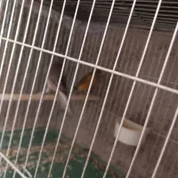 قناری|پرنده|شیراز, کوی زهرا|دیوار