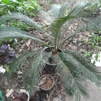 تعدادی گل سیکاس در سایز های مختلف|گل و گیاه طبیعی|رودسر, |دیوار