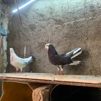 کبوتر پرشی شازده دم سفید