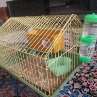 همستر ماده همراه با قفس|موش و خرگوش|فردیس, سرحدی|دیوار