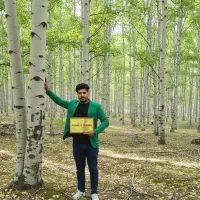 نهال صـنوبر، فـرصت طـلایی برای درآمـد میلـیاردی