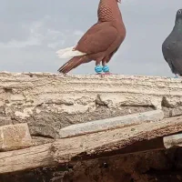 سرخ|پرنده|مشهد, دانش|دیوار
