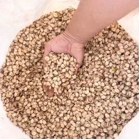 تخمه هندوانه بذری پربار مقاوم به خشکسالی دانه درشت