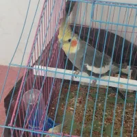 یک جفت عروس هلندی