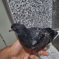 جوجه کبوتر پلاکی