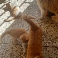 فروش گربه|گربه|رفسنجان, |دیوار