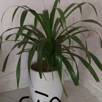 گل آپارتمانی ۱ ماه تا ۱۵ ساله