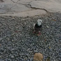 طوقی فولادی نر|پرنده|داران, |دیوار