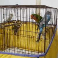 طوطی برزیلی و مرغ عشق|پرنده|سنگر, |دیوار