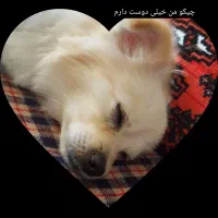 سگ پا کوتاه هیرو وشیتزو