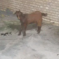 بزماده‌ درجهد۱