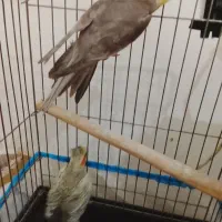 یک جفت عروس هلندی صددرصد تضمینی 4 تخم|پرنده|بومهن, |دیوار