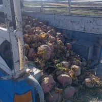 فروش چغندر لبو