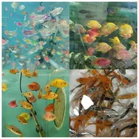 انواع اکواریوم و ماهی زینتی لوازم جانبی|ماهی|شیراز, شهرک گلستان|دیوار