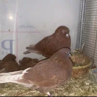 کفتر سرخ اصیل گرگانی