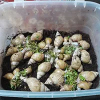 فروش حلزون‌ یا حلزون‌ تراپی|خزنده|شهرکرد, |دیوار