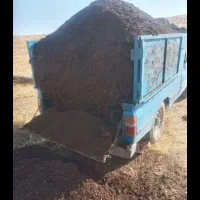کودگوسفندی تمیز
