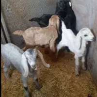 کهره شیری درجه 1