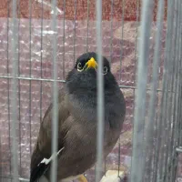 مرغ مینا جوجه تهران