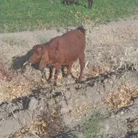 بز ماده جوان|حیوانات مزرعه|بروجرد, |دیوار