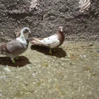 کفتر|پرنده|نیشابور, مازول|دیوار